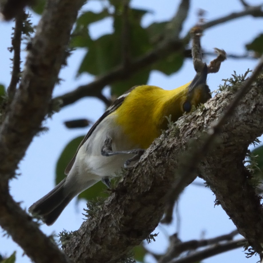 Yellow-throated Vireo - ML617075070