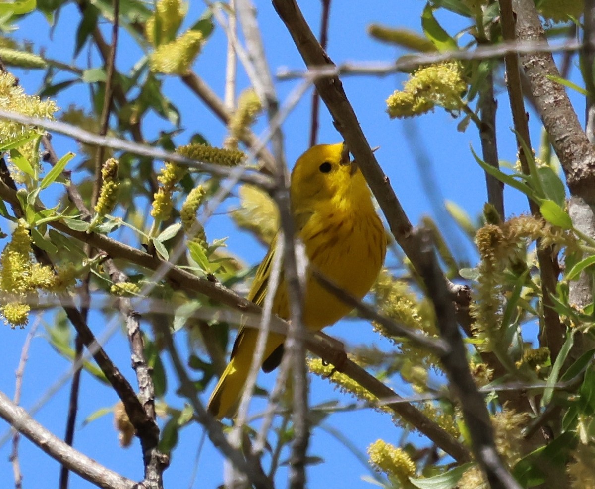 Yellow Warbler - Sally Veach