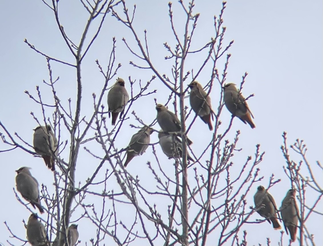 Bohemian Waxwing - ML617075199