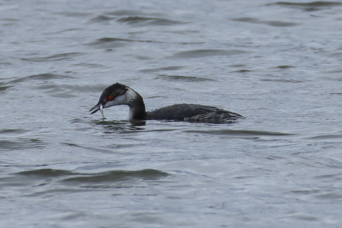 Horned Grebe - ML617075211