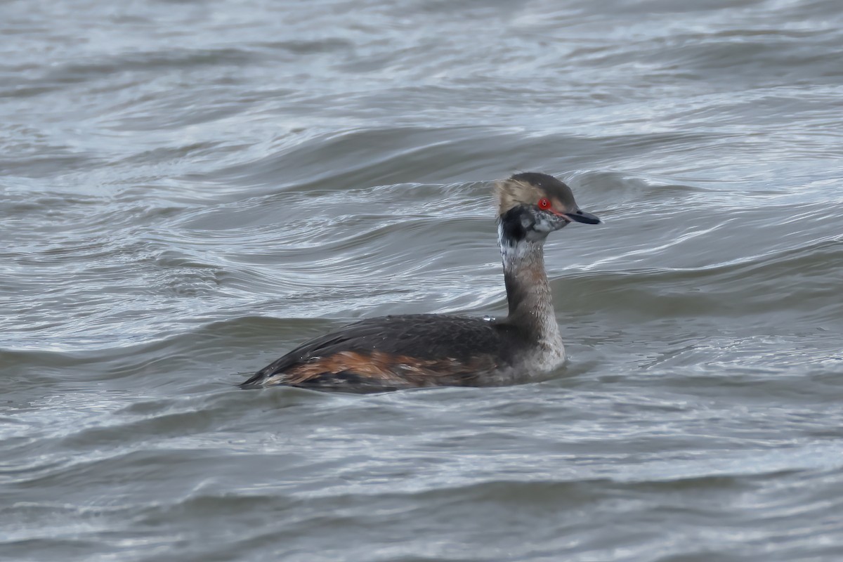 Horned Grebe - ML617075212