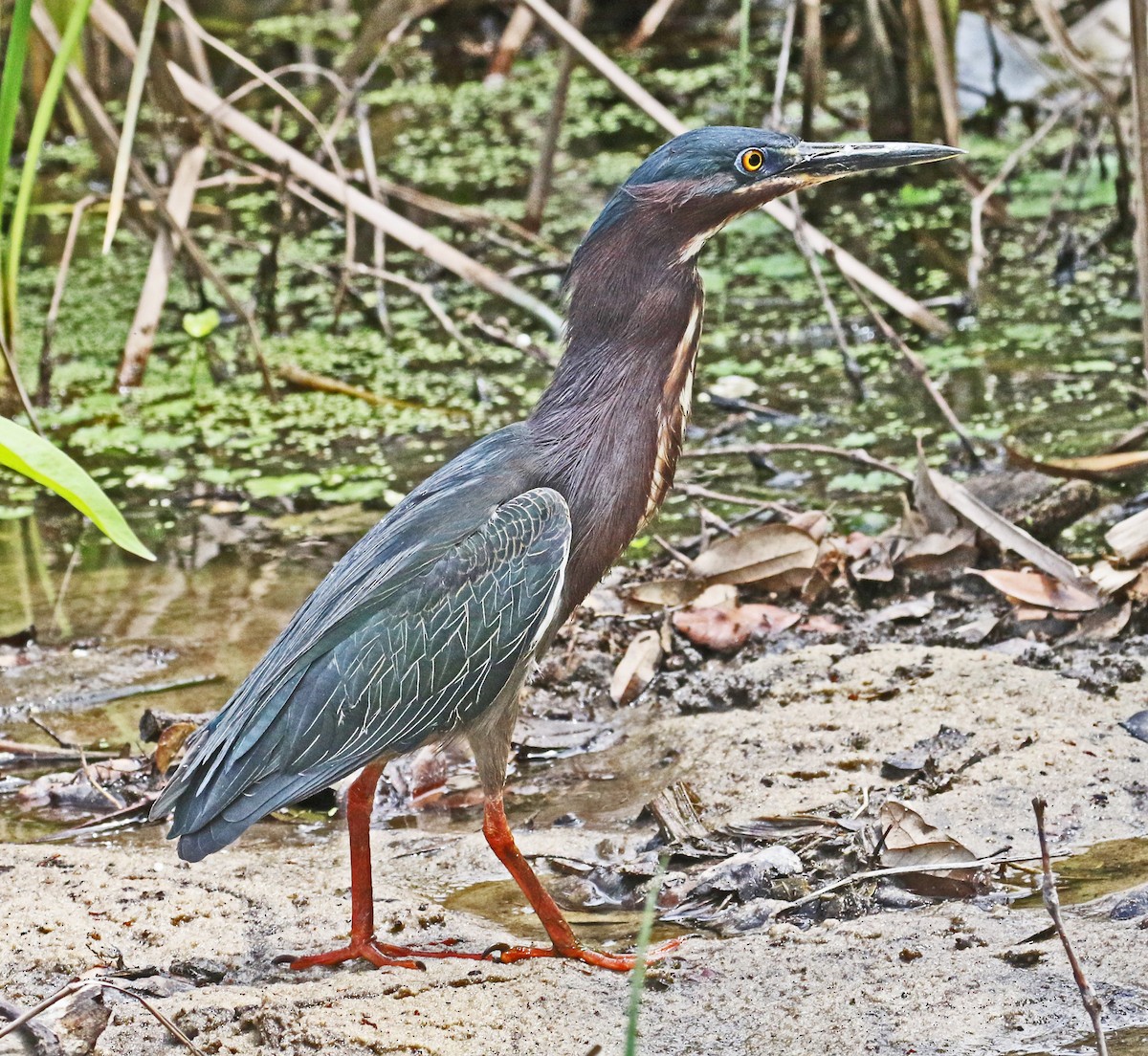 Green Heron - Galen  Stewart