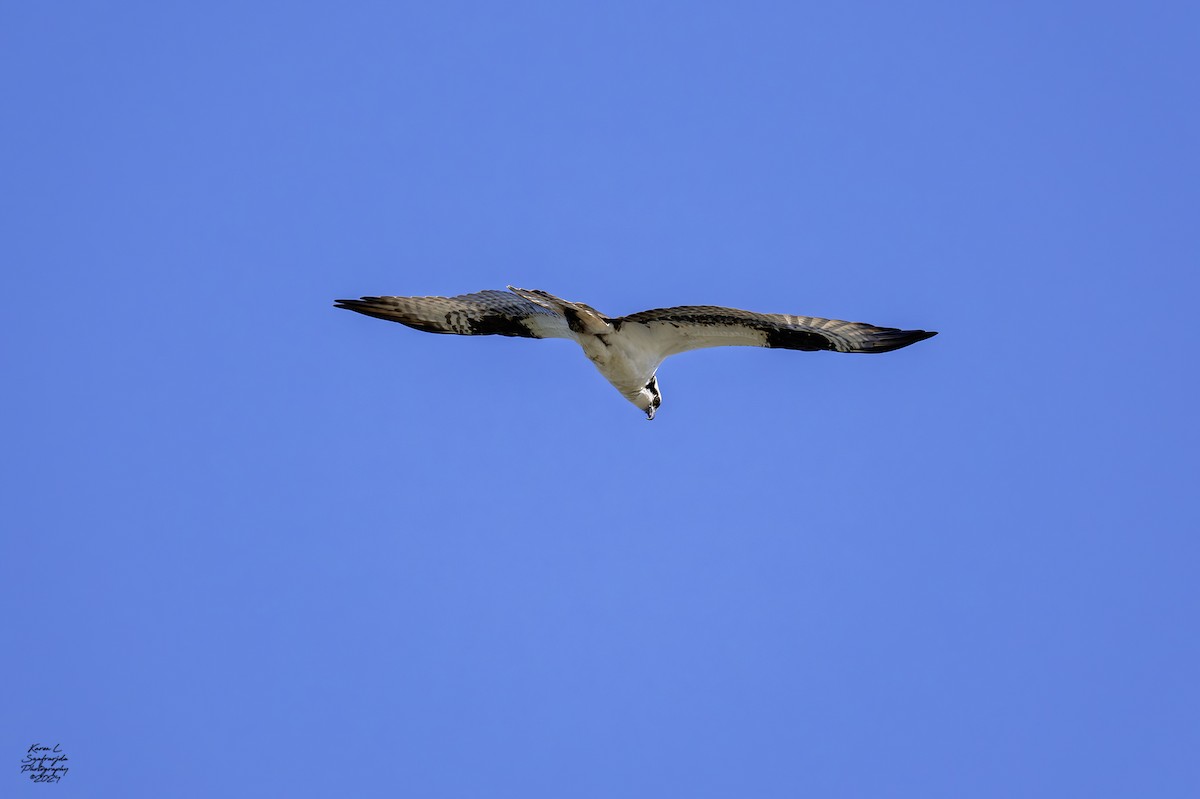 Osprey - ML617075314