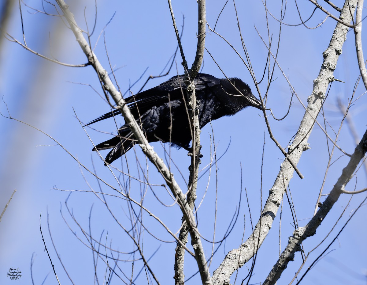 Fish Crow - ML617075321