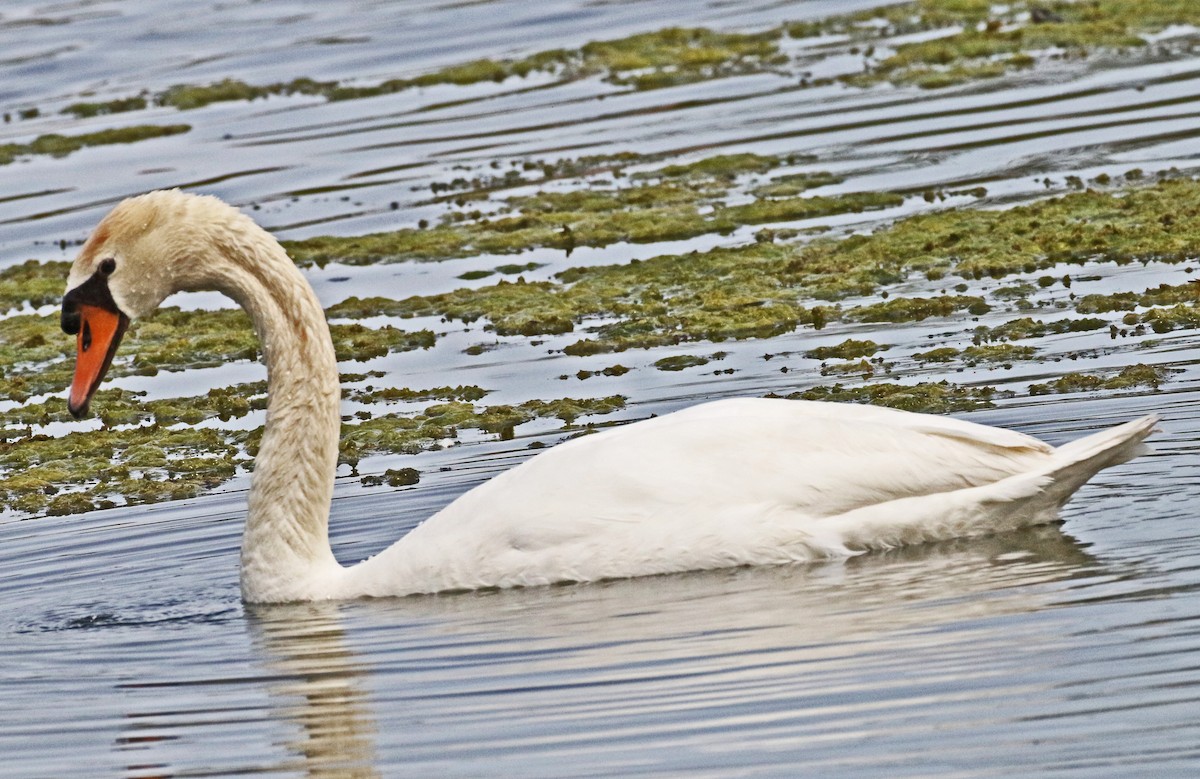 Mute Swan - ML617075349