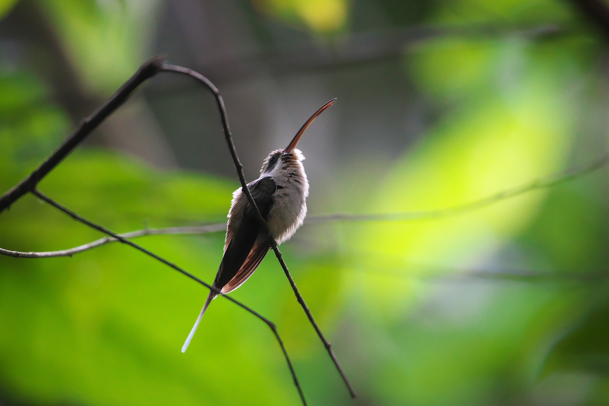 kolibřík tmavolící - ML617075374