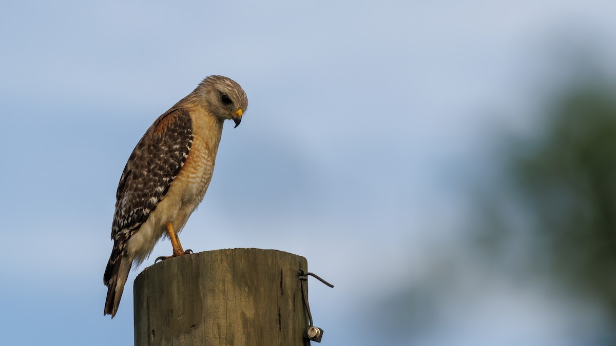 Red-shouldered Hawk - Patty and Pedro Gómez