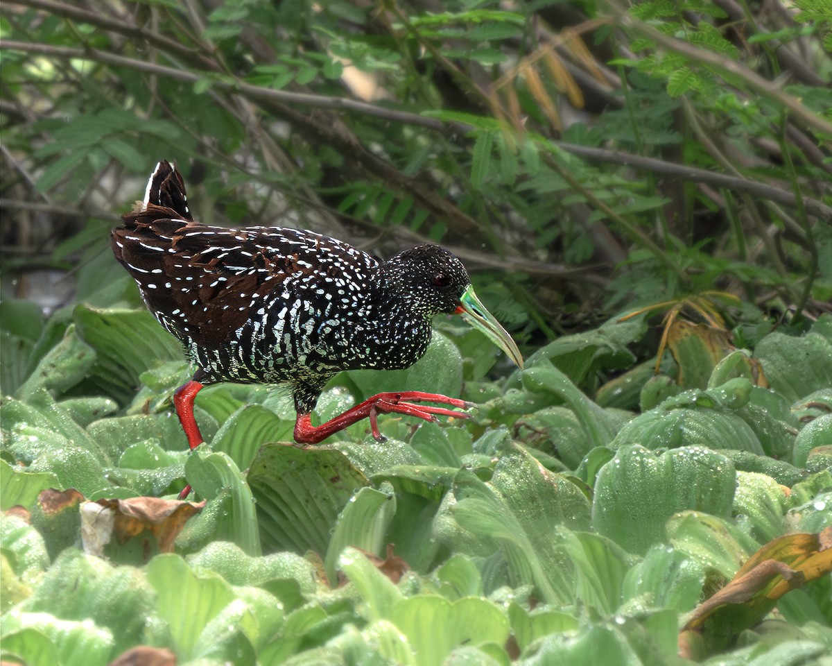 Spotted Rail - ML617075385