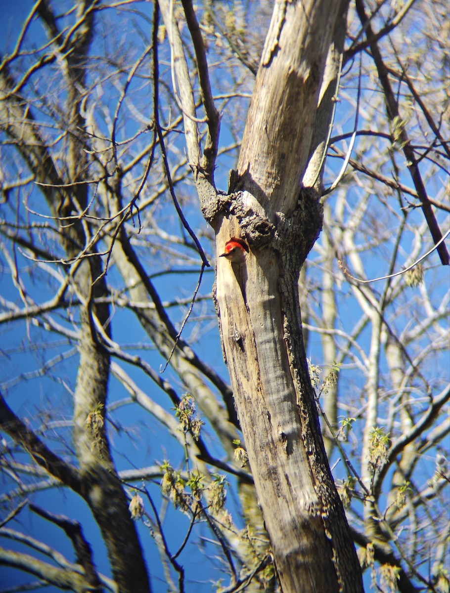 Red-bellied Woodpecker - Ashis Kumar  Pradhan