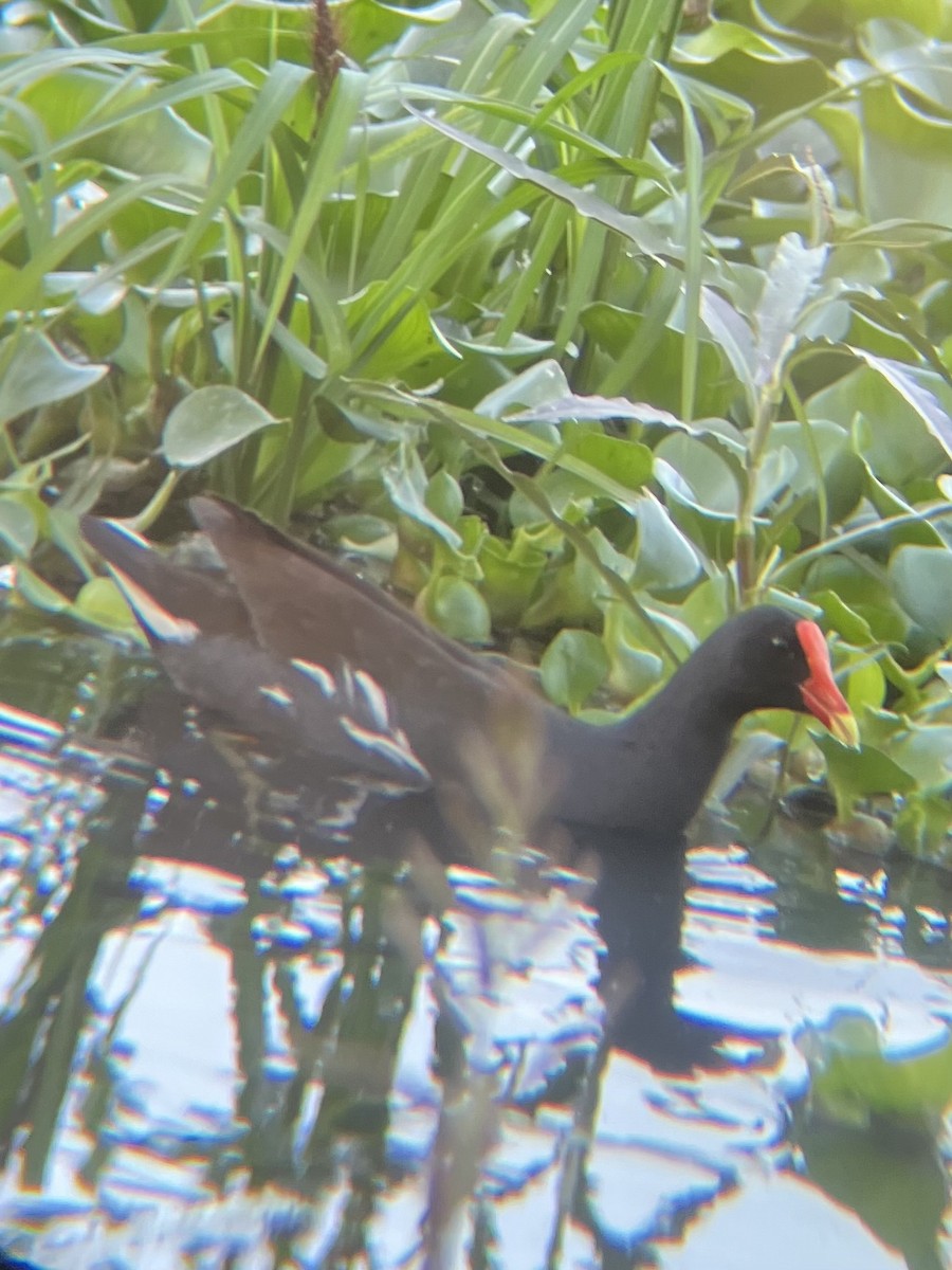 Common Gallinule - Nolan Bollinger