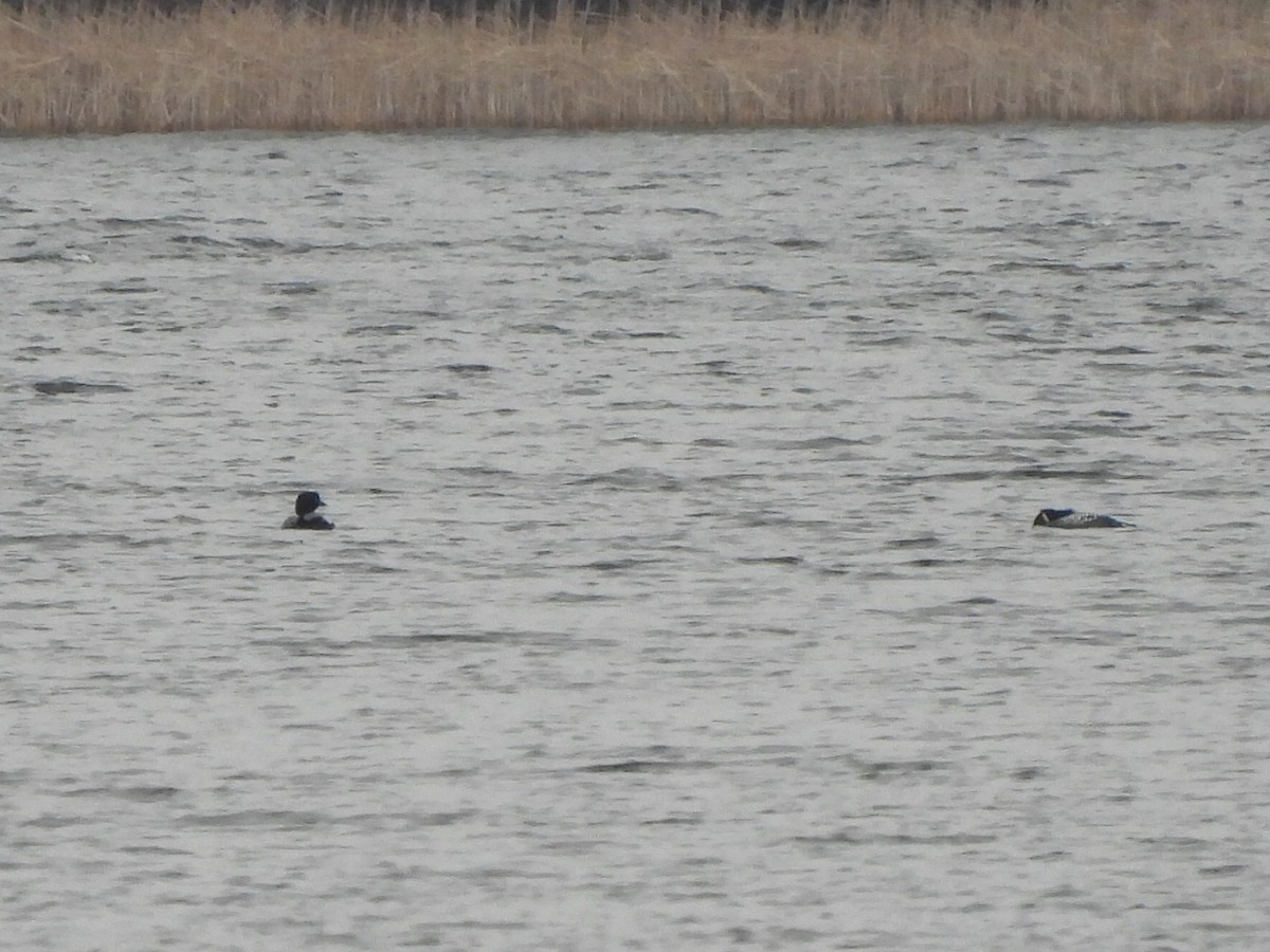 Common Loon - Luke Raso