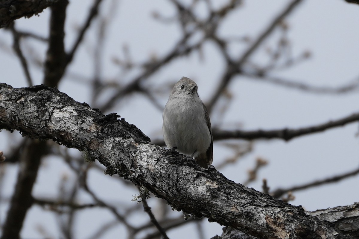 Oak Titmouse - Joe RouLaine