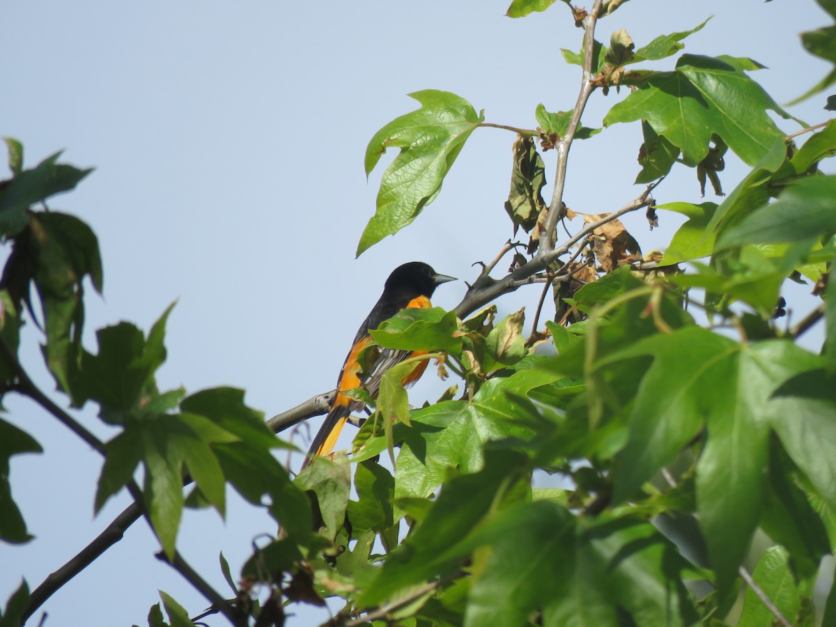 Baltimore Oriole - Calvin Hardcastle