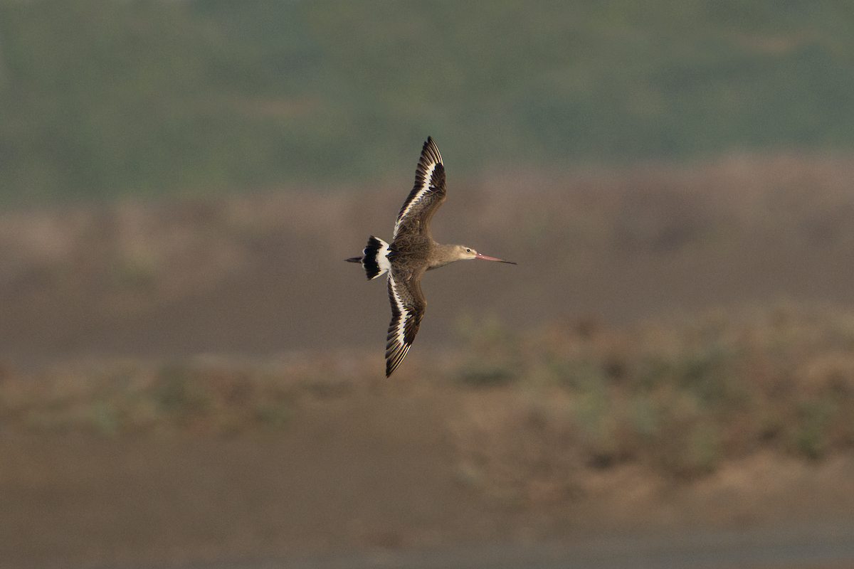 Black-tailed Godwit - ML617075684