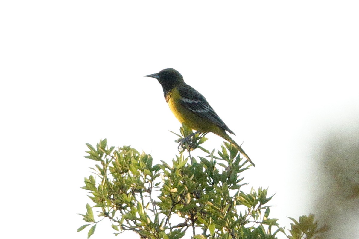 Scott's Oriole - ML617075692