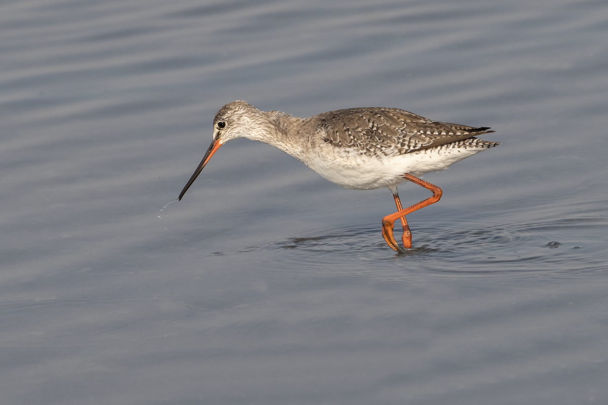 Spotted Redshank - ML617075697