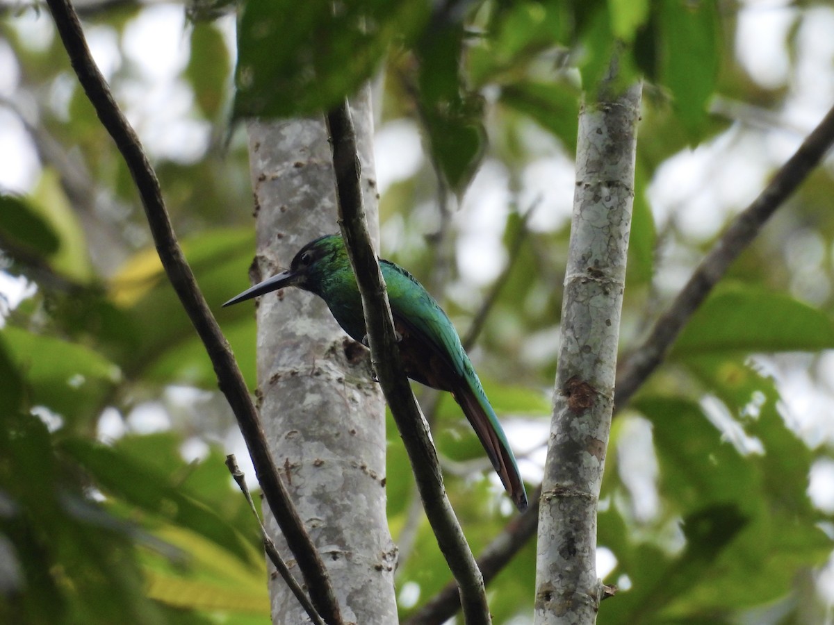 White-chinned Jacamar - ML617075740