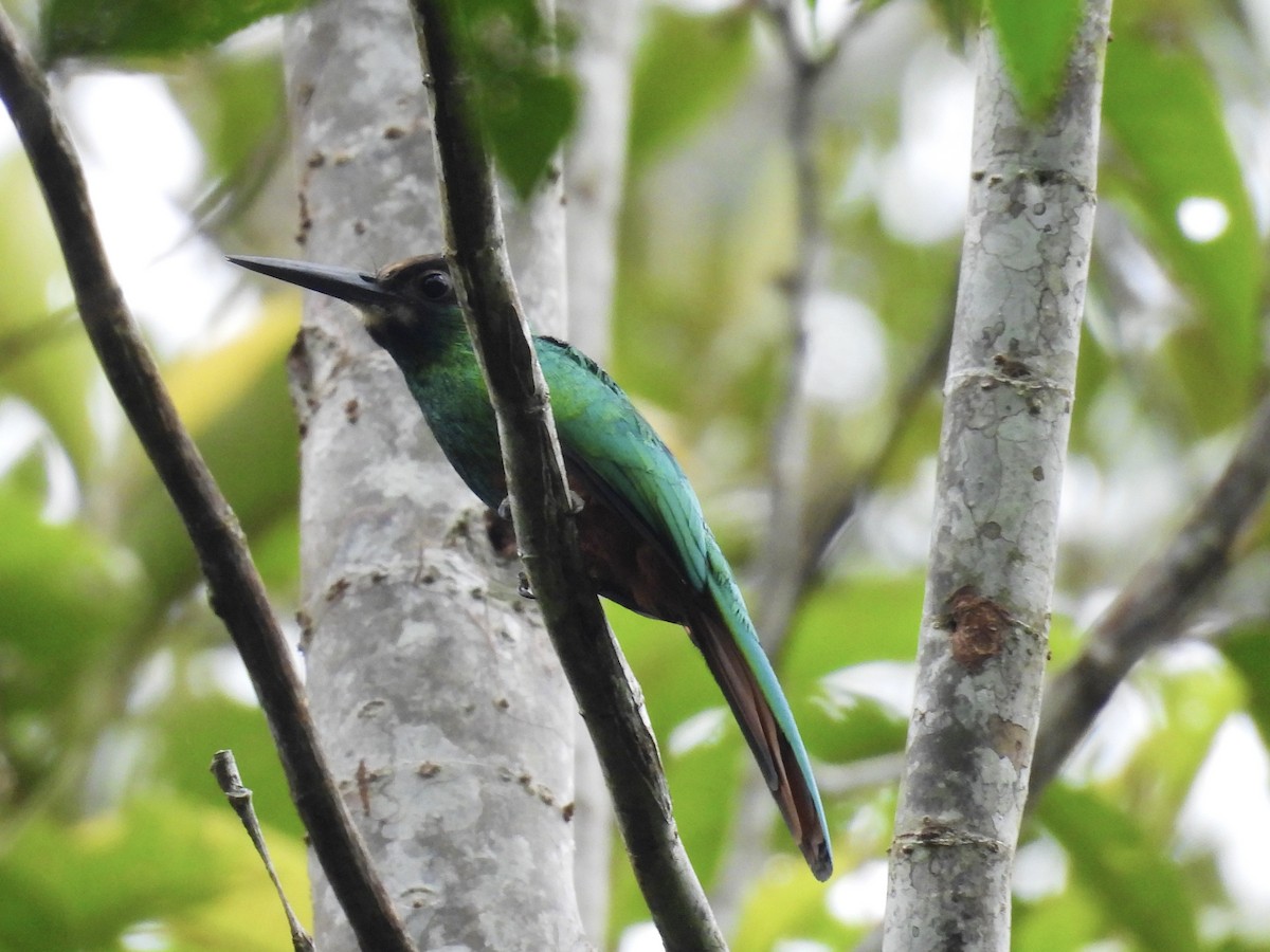 Jacamar à menton blanc - ML617075741