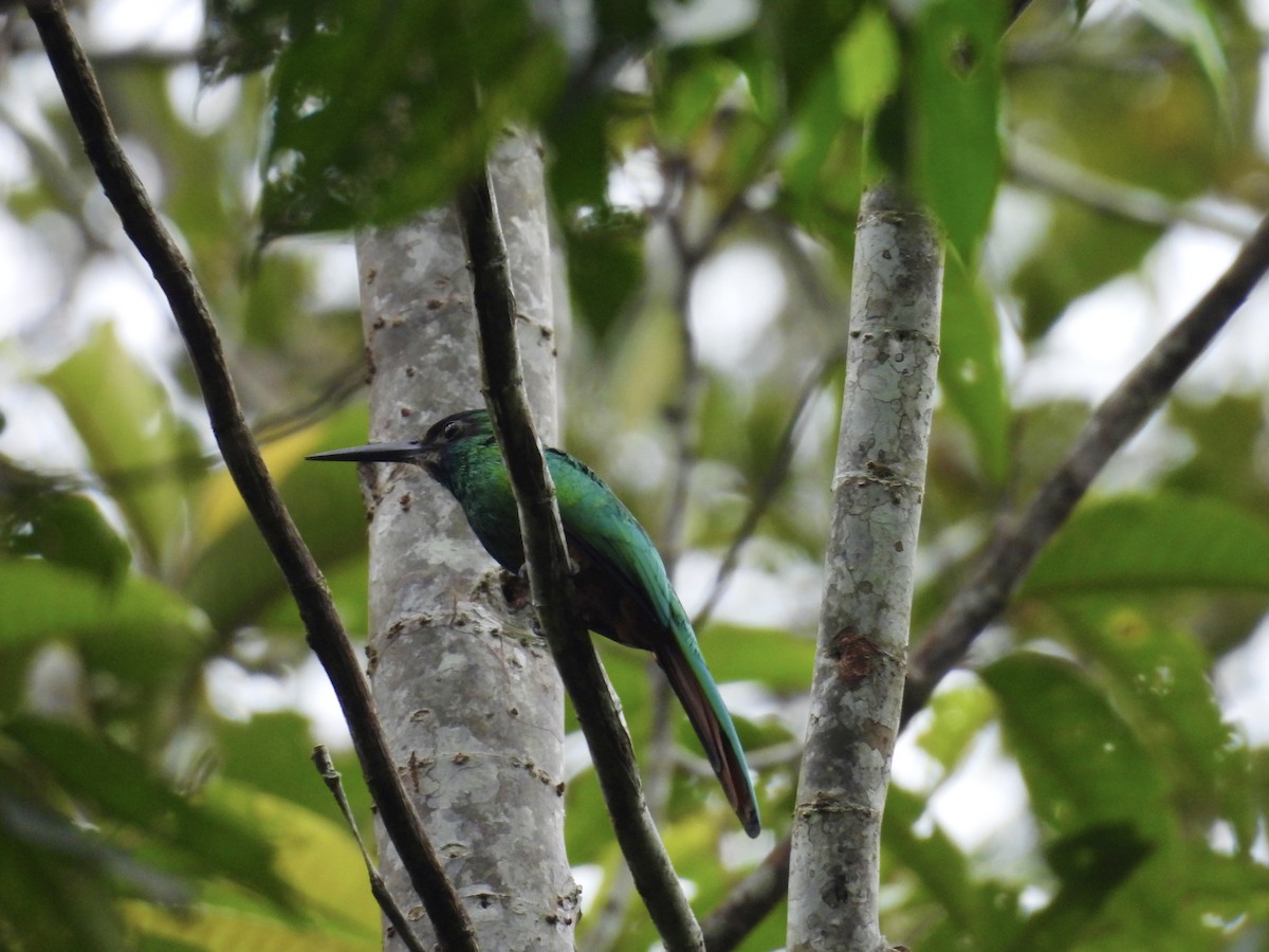 White-chinned Jacamar - Usha Tatini