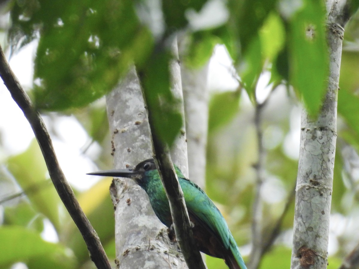 White-chinned Jacamar - Usha Tatini