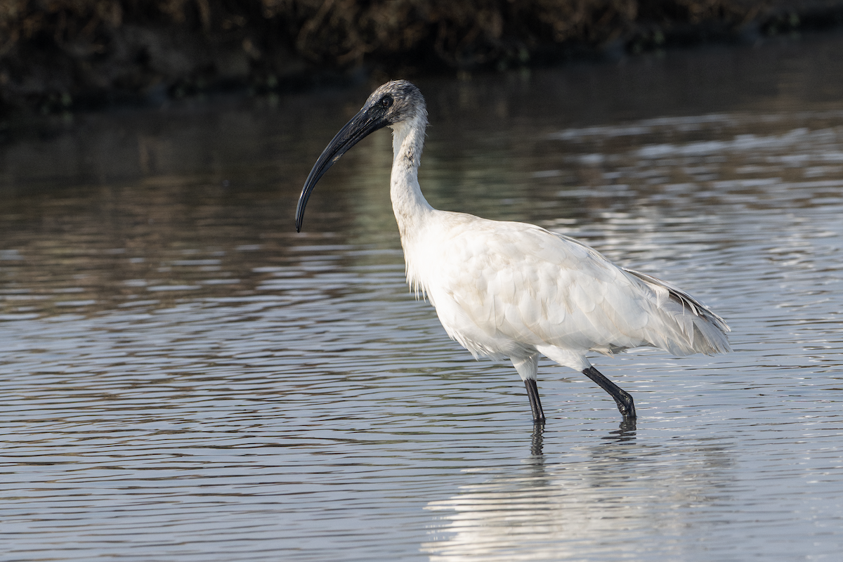 Ibis à tête noire - ML617075766