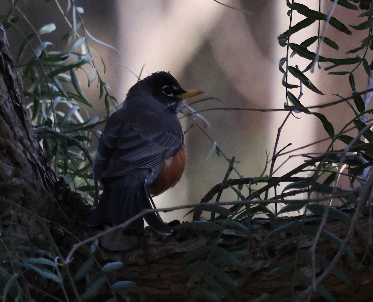 American Robin - ML617075787