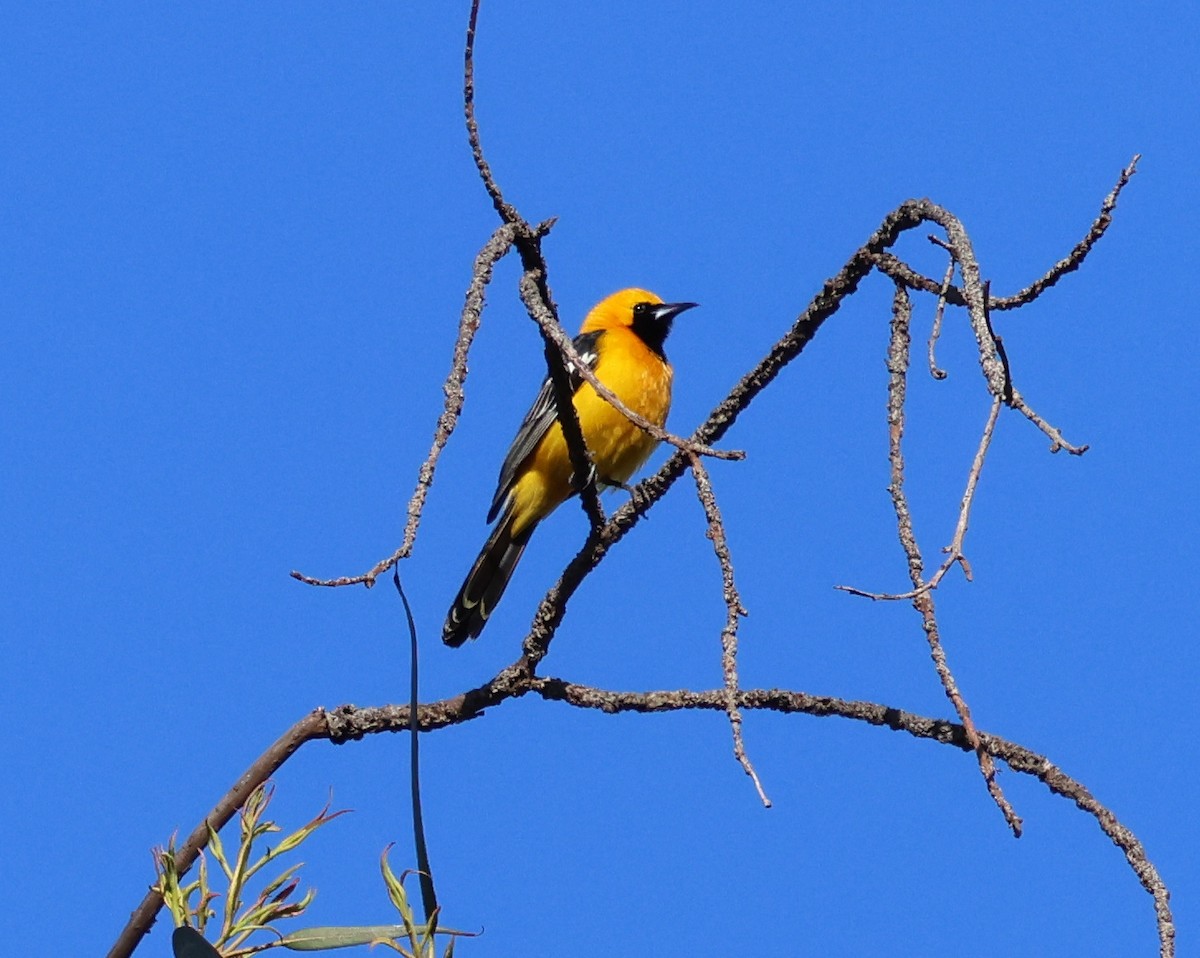 Hooded Oriole - ML617075796