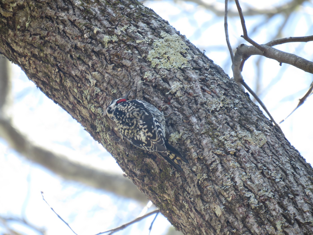 Yellow-bellied Sapsucker - ML617075799