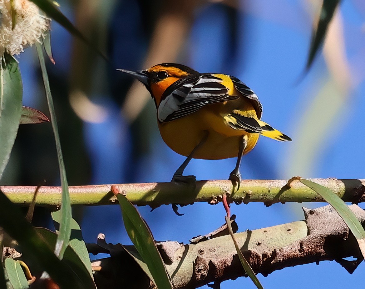 Bullock's Oriole - ML617075812