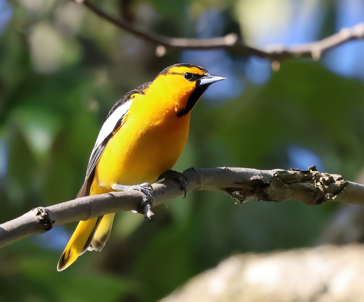 Bullock's Oriole - ML617075813