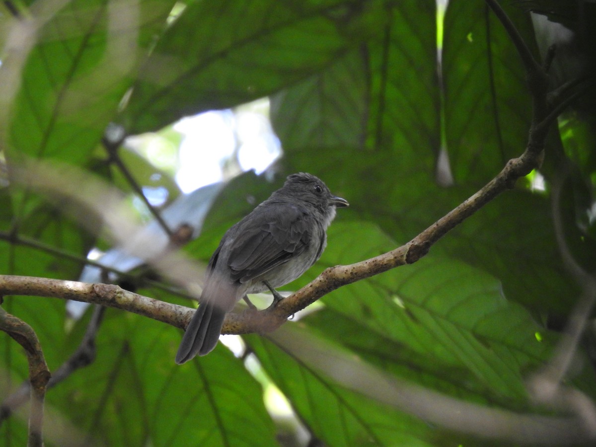 Screaming Piha - ML617075828