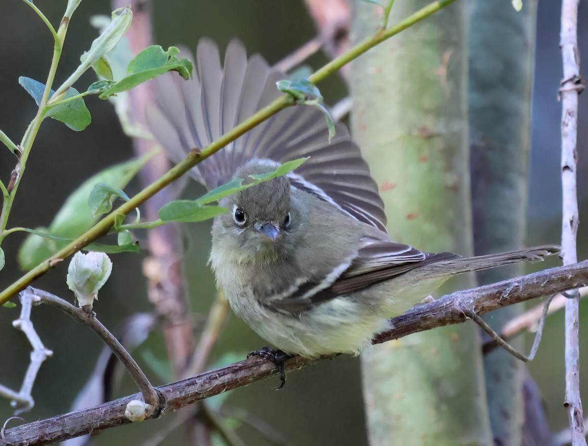 Western Flycatcher - ML617075832