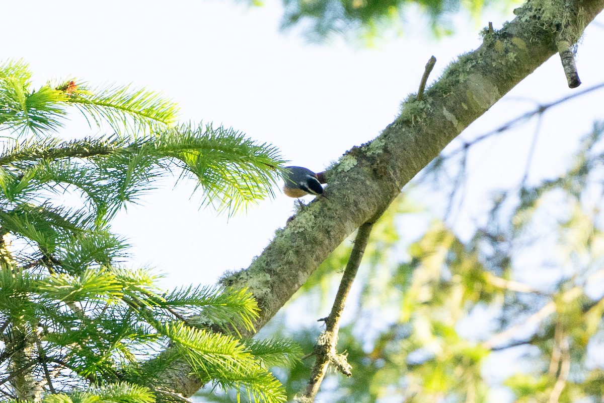 Red-breasted Nuthatch - ML617075851