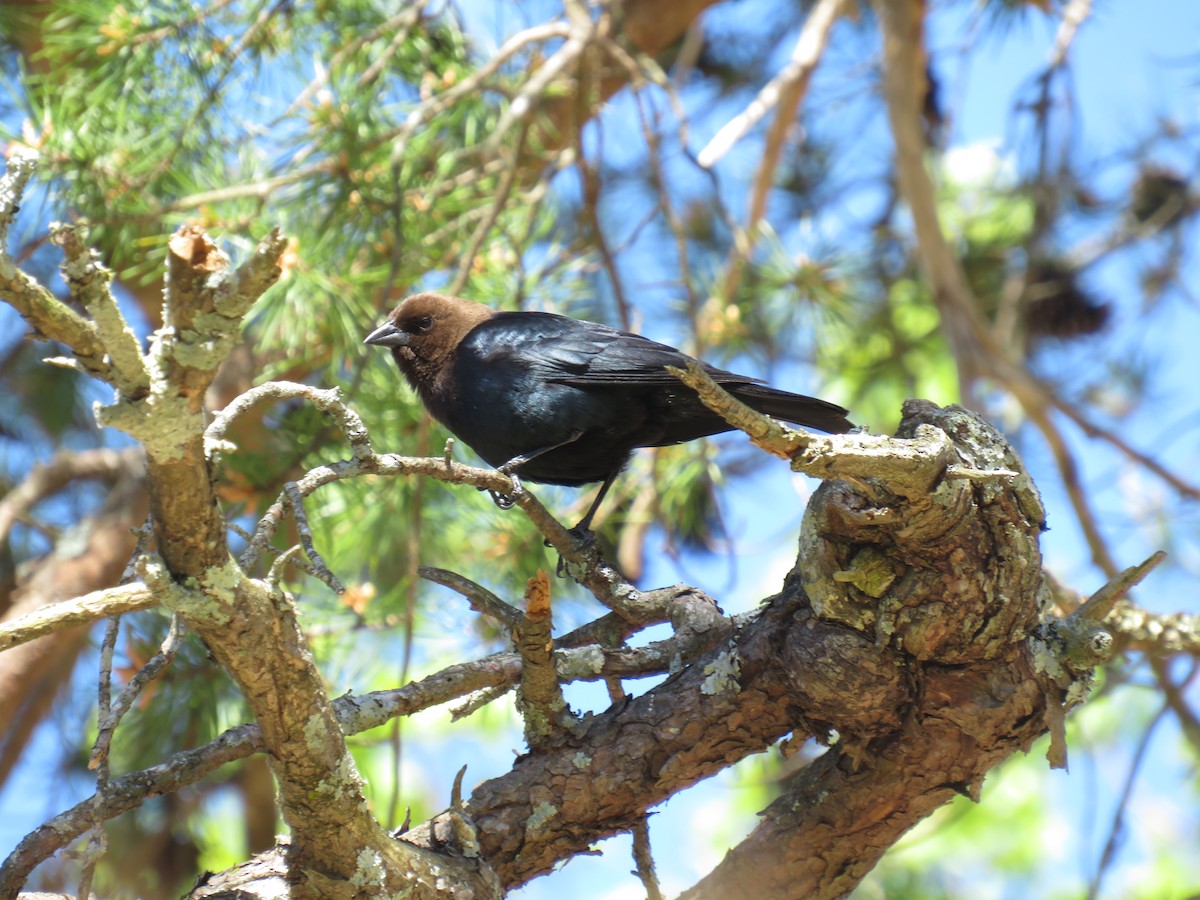 Brown-headed Cowbird - ML617075952