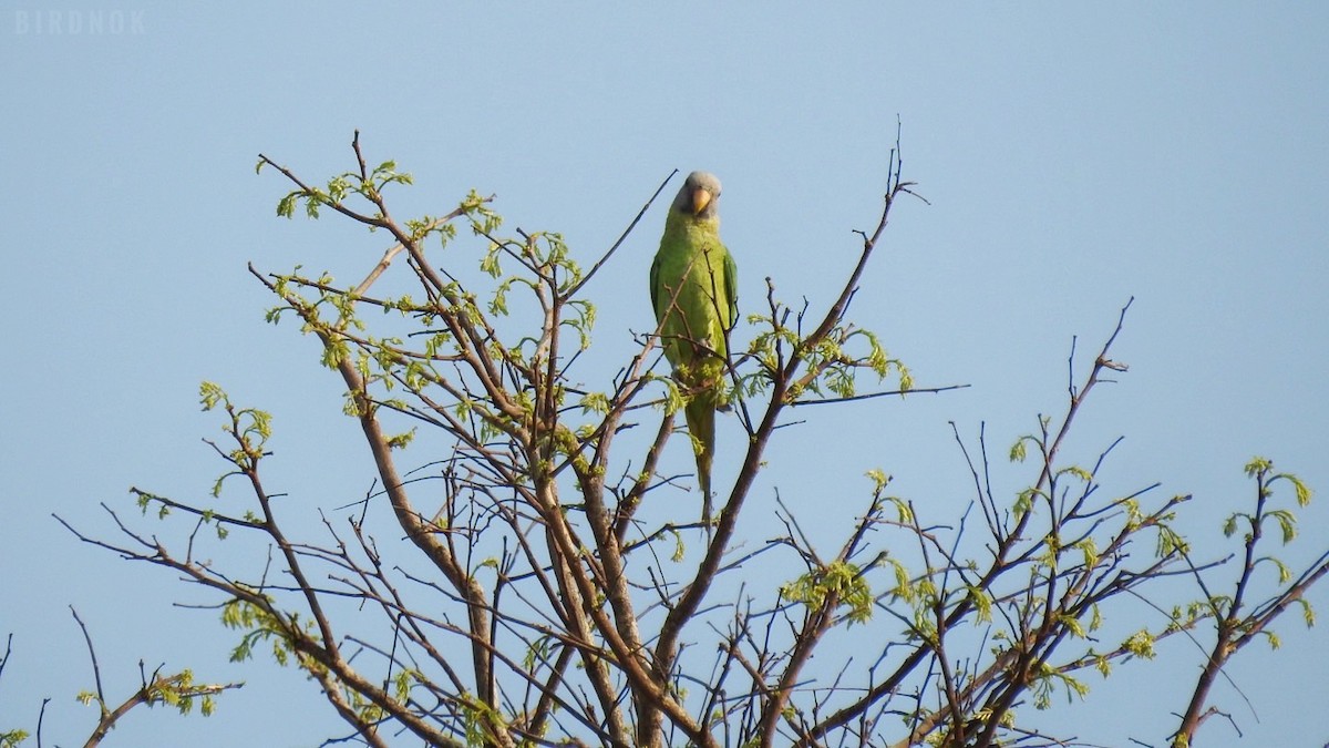 Blossom-headed Parakeet - Rounnakorn Thientongtaworn