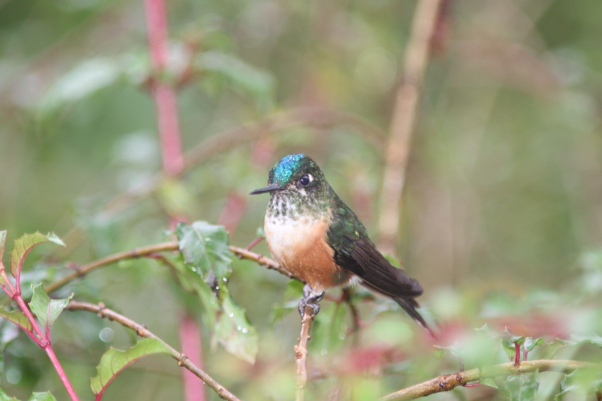 Violet-tailed Sylph - ML617075985