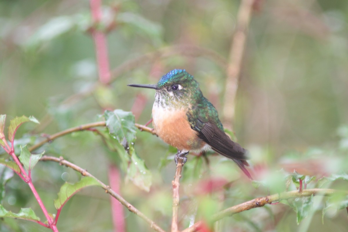 Violet-tailed Sylph - ML617075987