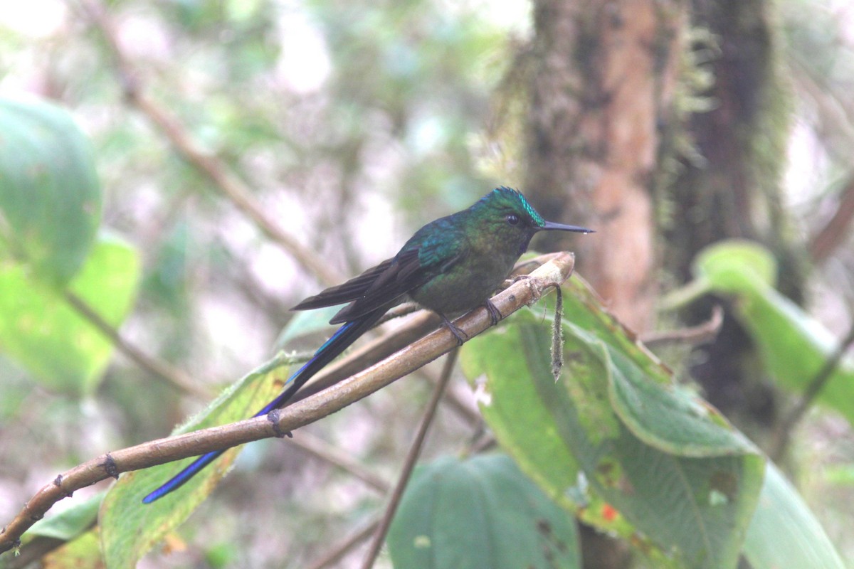 Violet-tailed Sylph - ML617075993