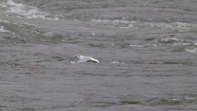 Mouette de Bonaparte - ML617076006