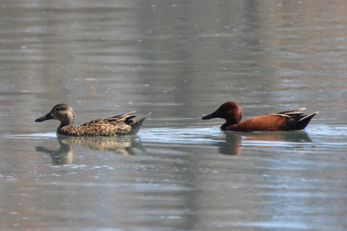 Cinnamon Teal - ML617076018