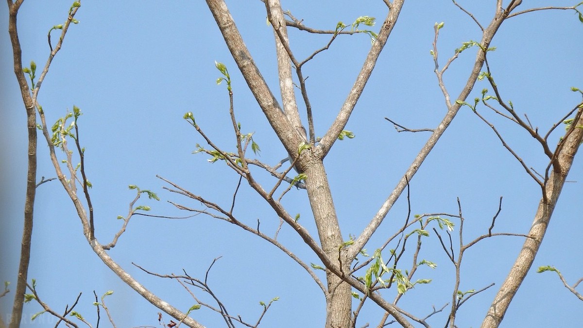 Indochinese Cuckooshrike - ML617076026