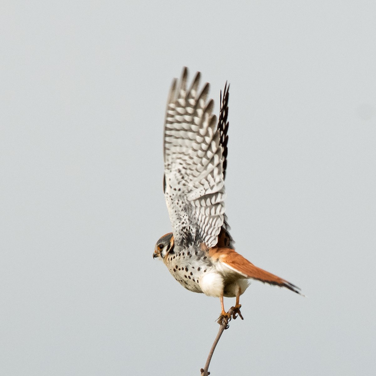 American Kestrel - ML617076035