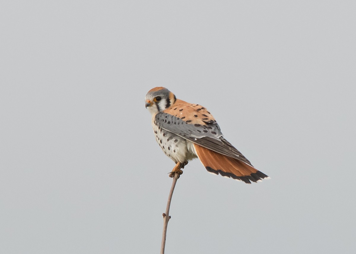 American Kestrel - ML617076038