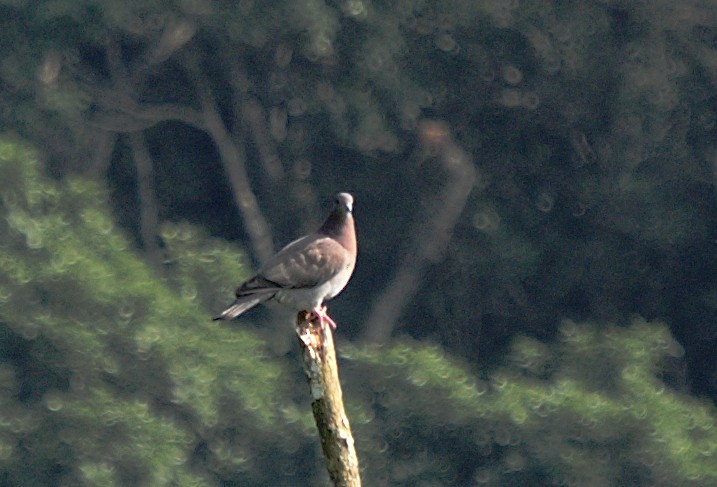 Pale-vented Pigeon - ML617076054
