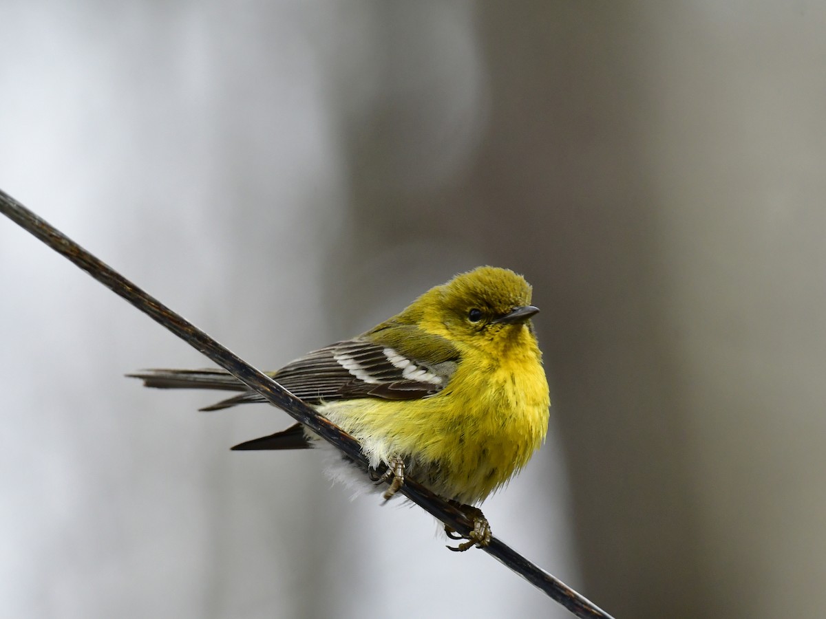 Pine Warbler - Anonymous