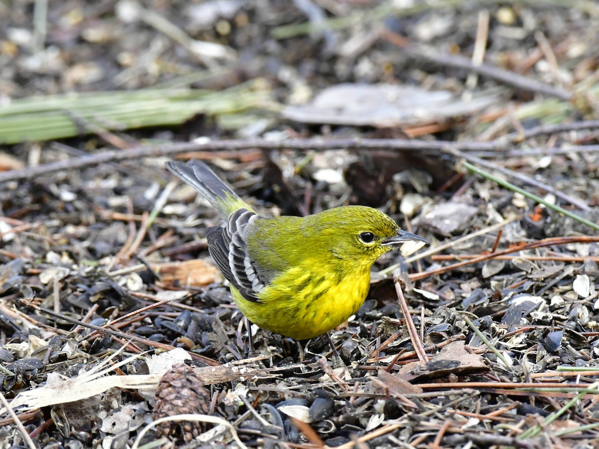 Pine Warbler - Anonymous