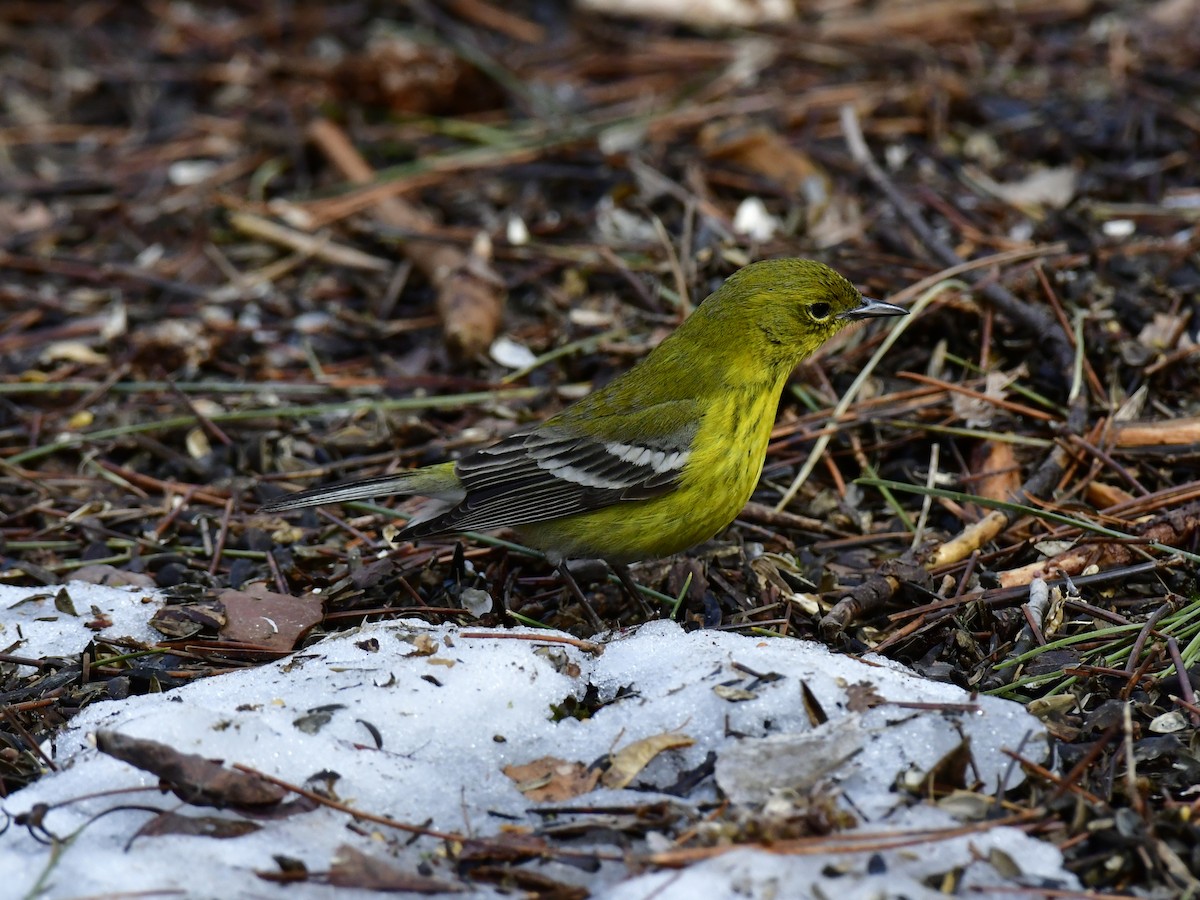 Pine Warbler - Anonymous