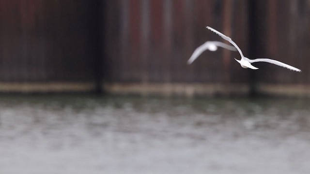 Mouette de Bonaparte - ML617076102