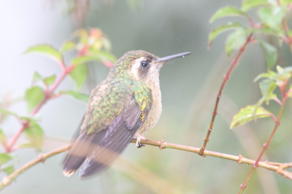 Speckled Hummingbird - Brad Benter