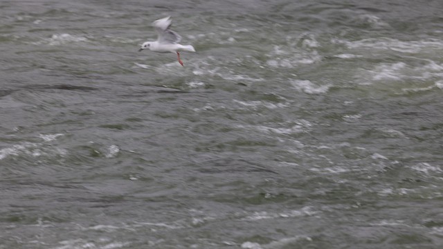 Bonaparte's Gull - ML617076155